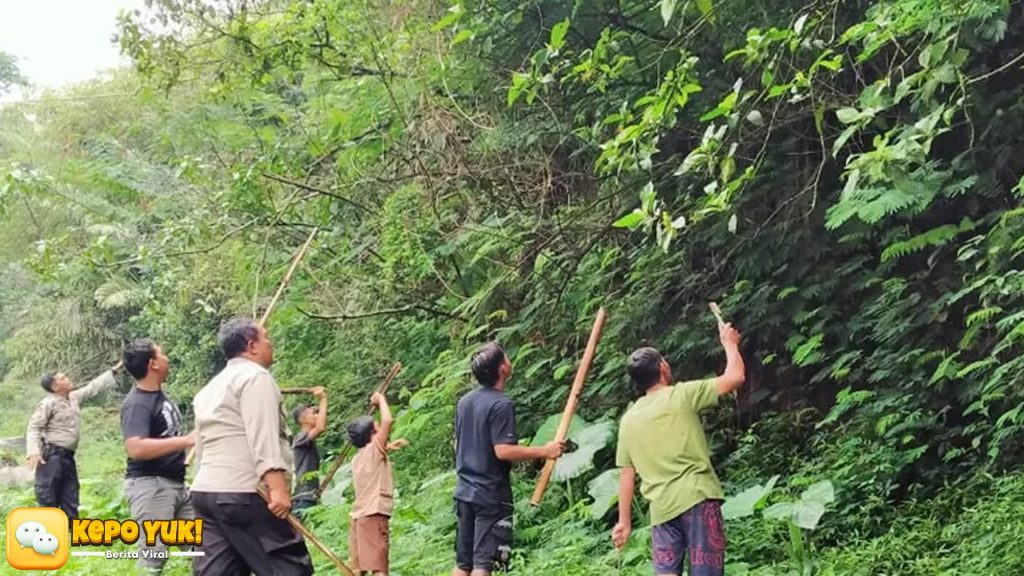 Krisis Satwa Liar di Luwu: Serangan Monyet Lukai Lima Warga