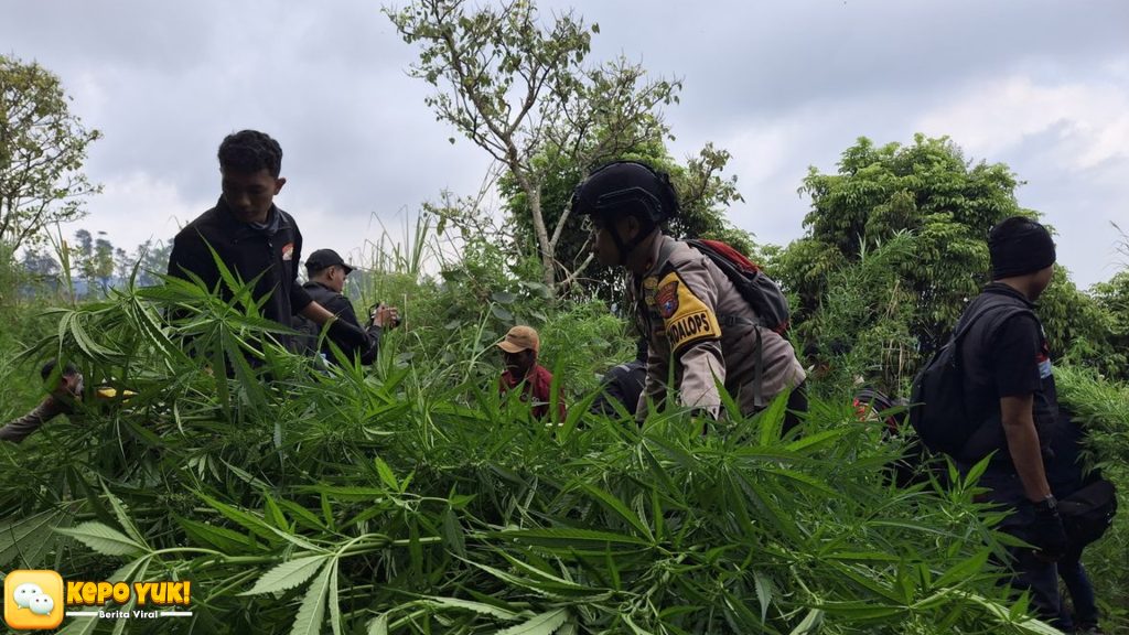 Gunung Semeru Bebas Ganja TNBTS Pastikan Keamanan Terjaga