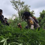 Gunung Semeru Bebas Ganja TNBTS Pastikan Keamanan Terjaga